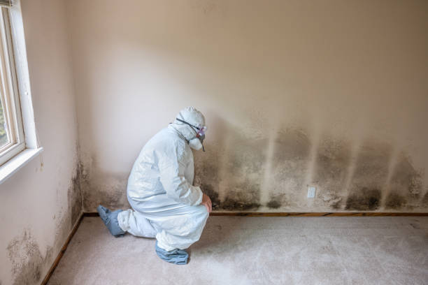 Best Commercial Mold Remediation in Pocono Woodland Lakes, PA